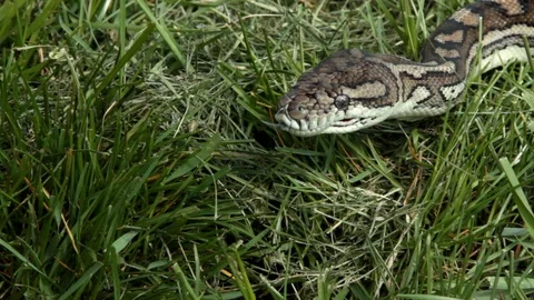 Brown carpet python head in the grass Stock-Footage 106540854