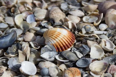 Brown carved shell within many other smaller broken shells 写真素材