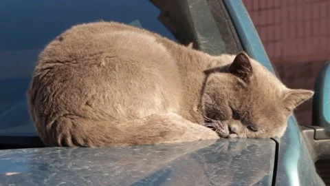 A brown cat is asleep. Stock Footage 242651765