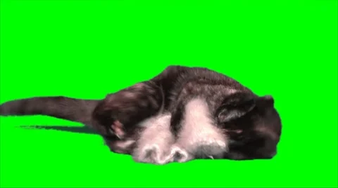 Brown cat attacks mitten Stock Footage 8764385