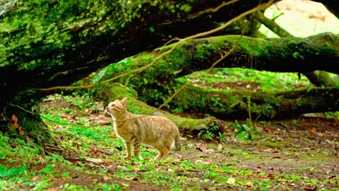Brown cat beneath mossy tree roots Stock Footage 333499151