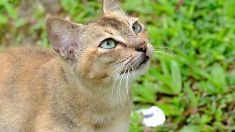 A brown cat is brooding in the green grass that Stock Footage 228839242