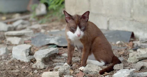 Brown catฟA brown stray cat licks its own fur.Brown stray cat. Stock Footage 284756438