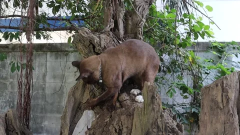 Brown cat is climbing on the old tree stump Stock Footage 153781693