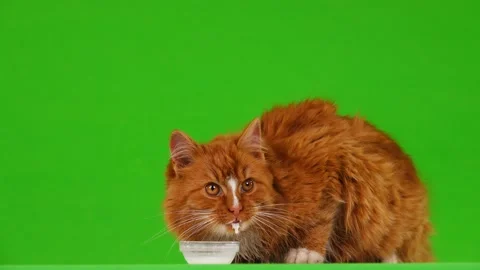 Brown cat drinking milk on a green screen Video stock 103363946