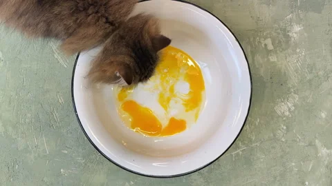 Brown cat drinking raw egg from a bowl on green background, top view Stock Footage 305899730