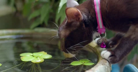 Brown cat drinks in a tub that doesn't belong to them.Cat drinks water. Stock Footage 251033949