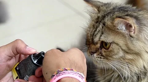 Brown cat eating Stock Footage 52725202