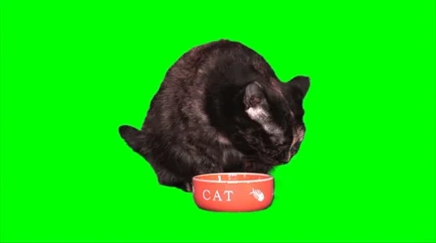 Brown cat eats Stock Footage 8764363