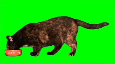 Brown cat eats Video stock 8827155