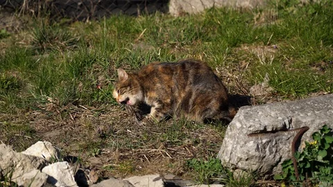 The brown cat eats a small bird (sparrow) among the green grass and stones Stock Footage 128299759