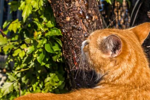 A Brown Cat Exploring In Nature Stock Photos