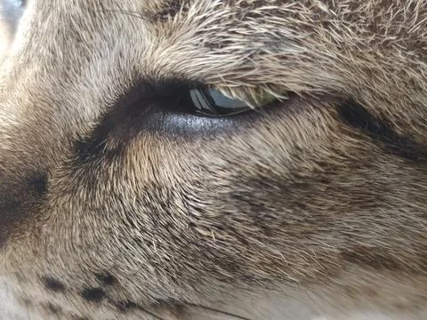 Brown cat face with one eye from the side Stock Photos