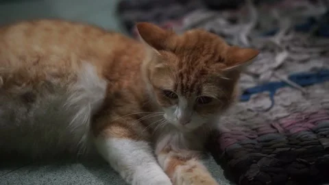 Brown cat Stock Footage 218214439