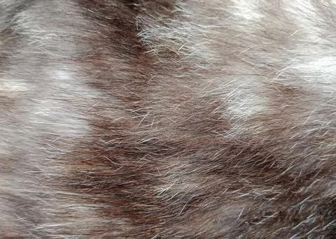 Brown Cat Fur Texture Close Up Background Stock Photos