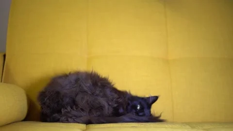 Brown cat goes to bed on the yellow sofa in the room. Stock Footage 220419070