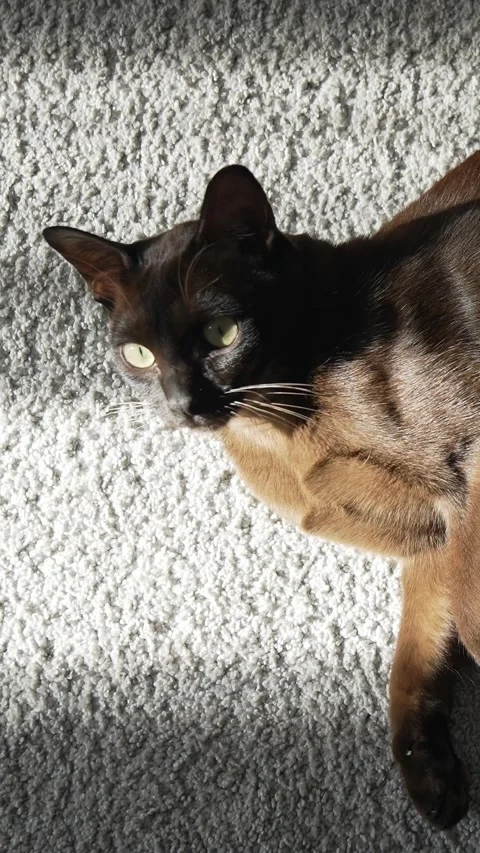 Brown cat with green eyes lying on a textured carpet, bathed in sunlight. Stock Footage 337545204