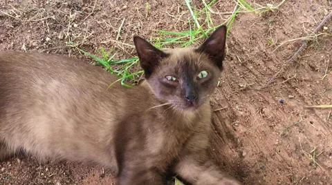 Brown cat on the ground Vídeo Stock 67728644