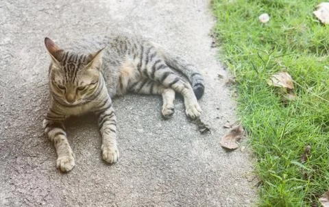 Brown cat lay down on the floor near grass in the park. Stock Photos
