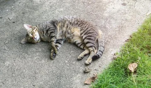Brown cat lay down on the floor near grass in the park. Stock Photos