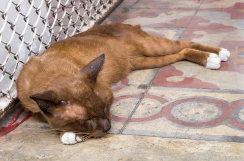 Brown cat lay down to sleep on the floor Stock Photos