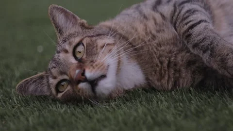 Brown cat laying  on grass face closeup Stock Footage 135458069