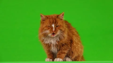 Brown cat leaves a screen frame on a green screen Stock Footage 103363611