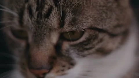Brown cat looking at camera extreme closeup Stock Footage 135458106