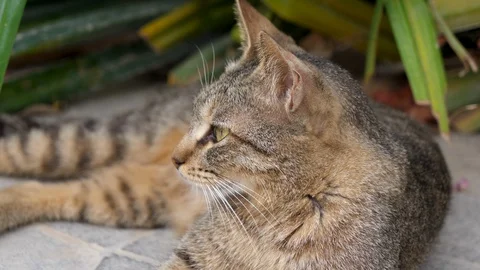 Brown cat looking straight to the camera, big cat relaxing in the street Stock Footage 107722398