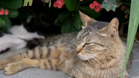 Brown cat looking straight to the camera, big cat relaxing in the street Stock Footage 107722919