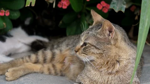 Brown cat looking straight to the camera, big cat relaxing in the street Stock Footage 107723832