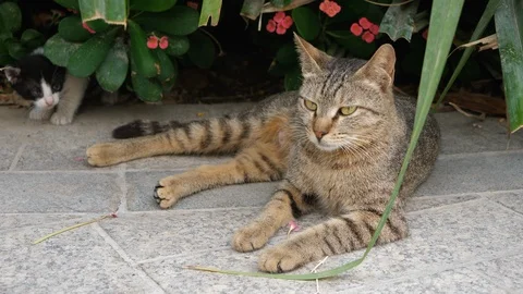 Brown cat looking straight to the camera, big cat relaxing in the street Stock Footage 107724999