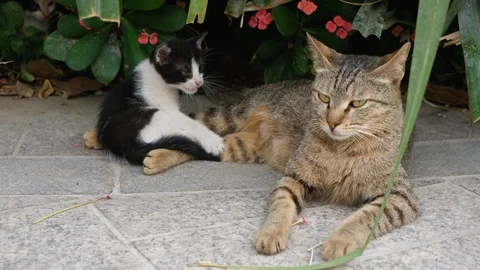 Brown cat looking straight to the camera with his kitten Stock Footage 107725040