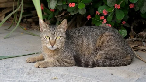 Brown cat looking straight to the camera, big cat relaxing in the street Stock Footage 107725298