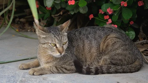 Brown cat looking straight to the camera, big cat relaxing in the street Stock Footage 107725622
