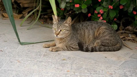 Brown cat looking straight to the camera, big cat relaxing in the street Stock Footage 107725793