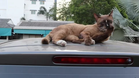 Brown cat is lying and cleaning itself on car roof Stock Footage 145170156