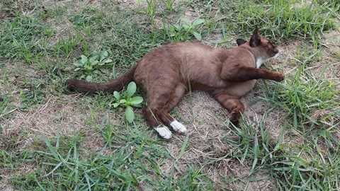 Brown cat is lying and cleaning itself on green grasses flooring Stock Footage 150431312