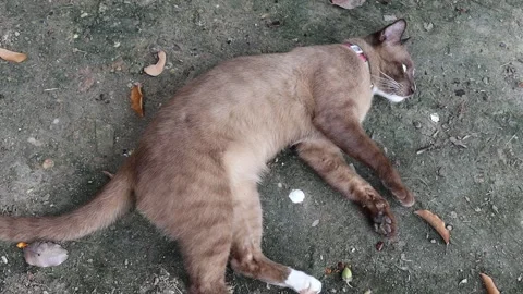 Brown cat lying and having fun on the floor Stock Footage 139405282