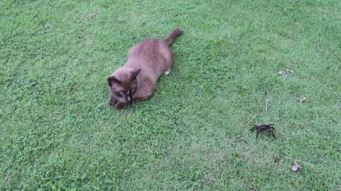 Brown cat lying and looking crab crawling slowly on green grasses Stock Footage 139950121