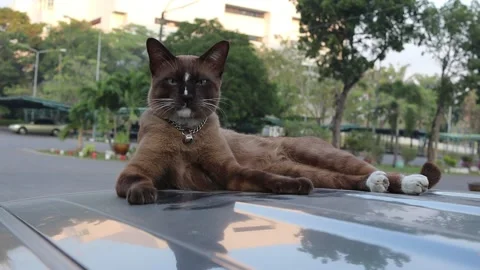 Brown cat is lying and looking forward on car roof Stock Footage 144990560