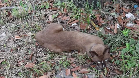 Brown cat lying and playing on grasses flooring Stock Footage 142126562