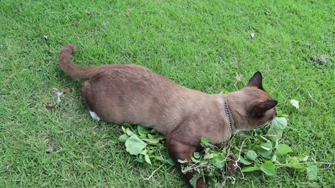 Brown cat lying and playing with leaves on green grasses Stock Footage 142670636