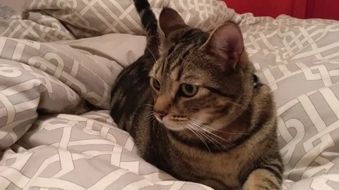 Brown Cat Lying In Bed 2 Stock Footage 82340395