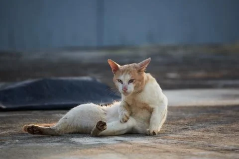 A brown cat lying on the floor Stock Photos