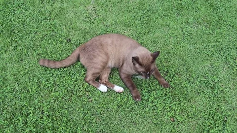 Brown cat lying on green grasses comfortably Stock Footage 139950108