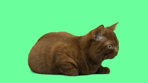 Brown cat lying on a green screen Video stock 77153228