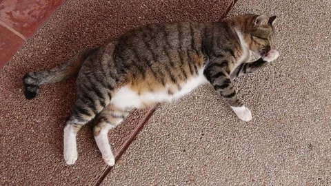 Brown cat lying joyfully on cement flooring Stock Footage 140370361