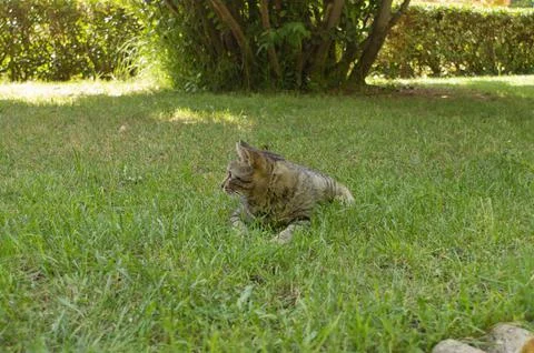 Brown cat lying on the lawn. Stock Photos