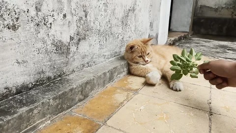 Brown cat lying near the wall who doesn't like a green leaf Stock Footage 161879659